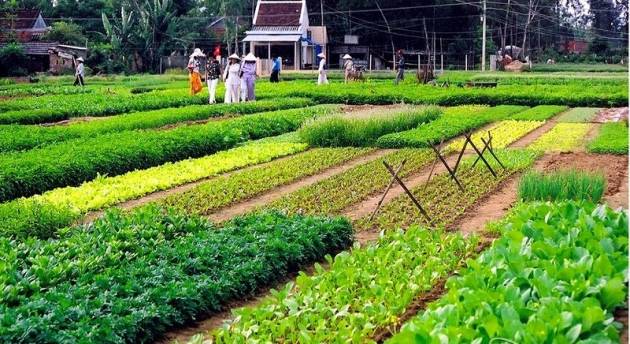 Trà Quế Vegetable Village - honored as the National Intangible Cultural Heritage