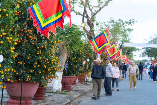 Nghề trồng quật Cẩm Hà – sắc xuân bền bỉ từ làng...